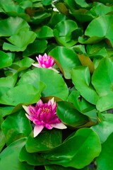 Pink lotus flowers in the pond