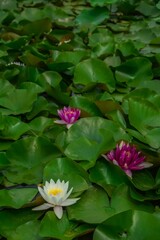 Vertical shot of lotus flowers in the pond