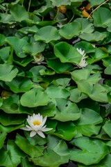 Vertical shot of lotus flowers in the pond