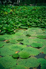 Green water lily pads in the pond