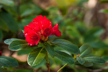 Fototapeta na wymiar Closeup of a beautiful red Rhododendron flower growing in the garden