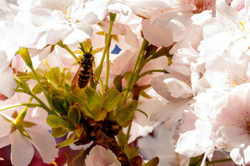 Closeup of a honey bee pollinating flowers on a blooming tree on a sunny day