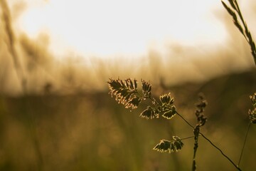 Selective focus shot of orchard grass backlit by sunlight