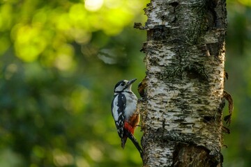 Great spotted woodpecker on a Birch tree, selective focus