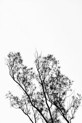 Vertical of a Coastal She-oak (Casuarina equisetifolia) against the sky in Bandung, in grayscale