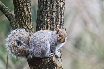 Eastern grey squirrel on a tree.