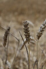 Closeup of growing Wheat in field
