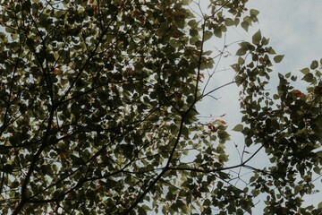 Low angle of trees in a tropical forest shot in Rio de Janeiro, Brazil