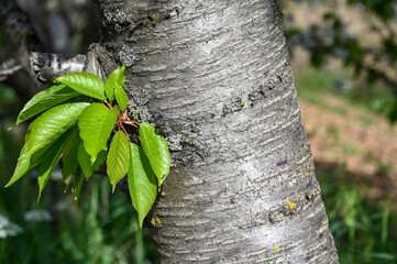 Bark and leaf of a sour cherry tree in an orchard in spring.