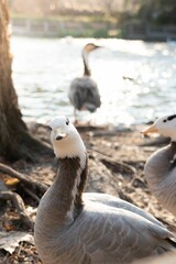 Gray and white goose looking at camera