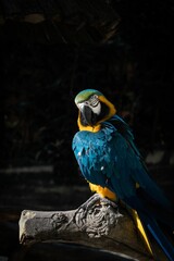 Ara parrot perching on wood