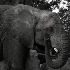 Closeup of elephant standing near tree