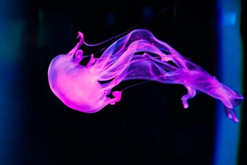 Closeup shot of a glowing purple jellyfish underwater © Wirestock