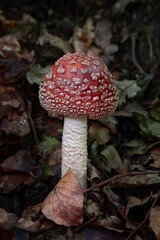 Closeup shot of a fly amanita mushroom growing among fallen autumn leaves in the woods