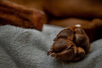 Closeup of a brown dog's paw on a gray blanket. Paw pads.