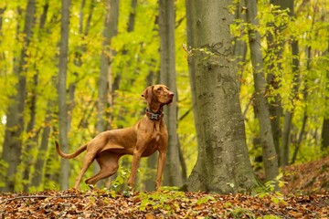 Vizsla dog standing in the woods during daytime with blur background