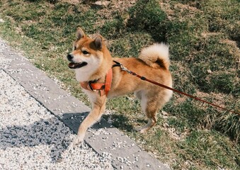 Closeup shot of a Shiba Inu