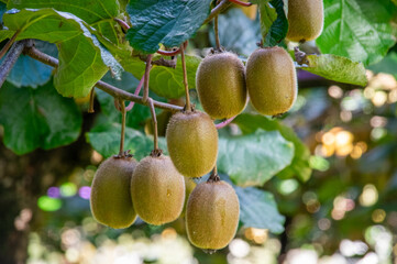 Kiwifruit on the vine ready for harvest.