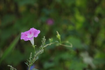 View of a beautiful Ipomoea flower growing in a garden on a blurred green background