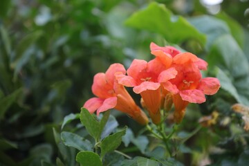 Closeup of a Campsis flower, commonly known as trumpet creeper or trumpet vine