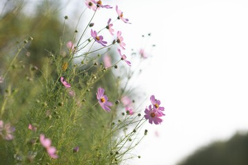 Closeup shot of beautiful cosmos flowers blooming in a garden