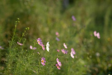 Closeup shot of beautiful cosmos flowers blooming in a garden