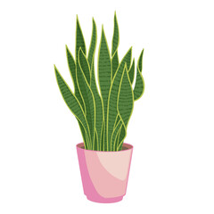  snake plant in a pink pot - colored illustration of a plant on a white background