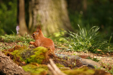 red squirrel in the forest