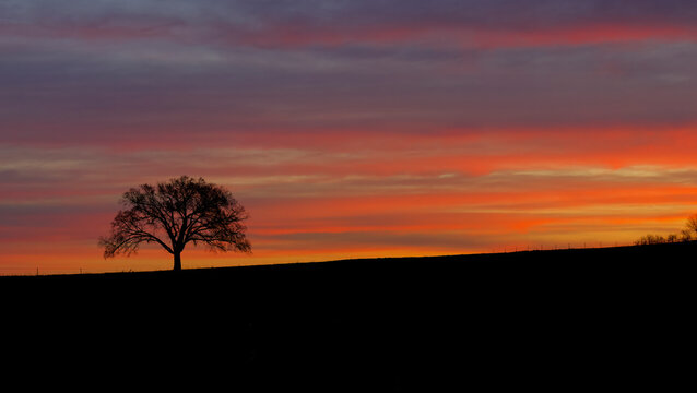 Solitary tree stands against a stunning sunrise