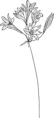 Hand drawn wild flowers on a single stem