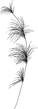 Hand drawn single stem of brushy grass 