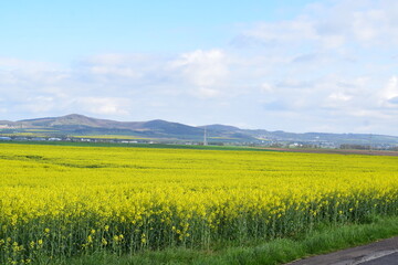 green and yellow landscape in spring