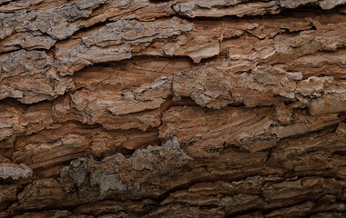 Tree Texture Background. Close up of bark of tree texture background. Old Wood texture background....