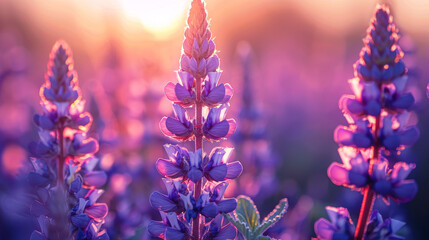 Obraz premium Enchanting Purple Lupine Field at Sunset