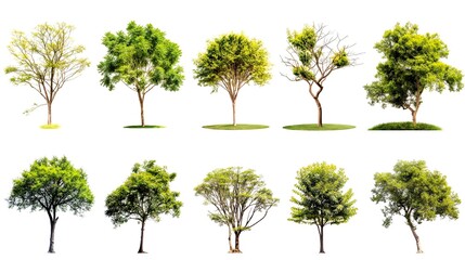 Various trees in white background. generative ai illustration.