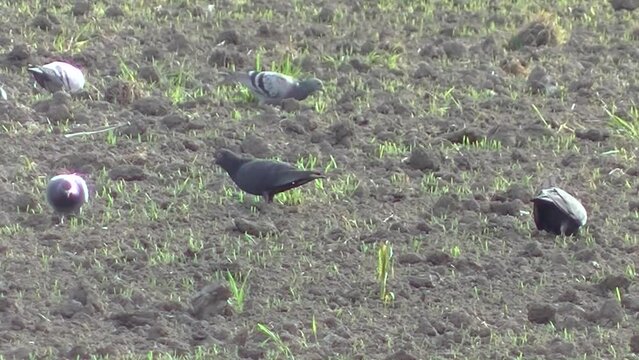 Birds Feral pigeons, Columba livia domestica in spring field looking for food on sunny day with hot air above ground - real time with zoom out. Topics: ornithology, natural environment, spring