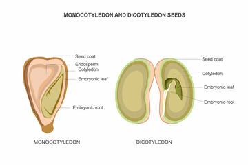 Comparing Monocotyledon and Dicotyledon Seeds. Contrasts in Germination. - obrazy, fototapety, plakaty