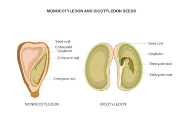 Monocot seeds have one cotyledon  like corn. Dicot seeds have two cotyledons like beans, providing stored nutrients for germination.Biological illustration - obrazy, fototapety, plakaty