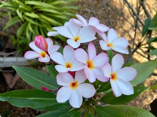 Frangipani flowers, selective focus with copy space