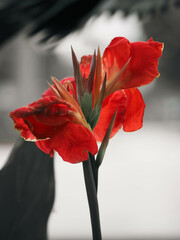 Beautiful Orange Canna Flower Close Up with Bokeh Background