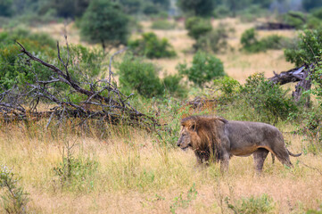 Dark colored back maned lion on patrol across the open grasslands
