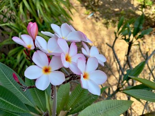 Frangipani flowers, selective focus with copy space