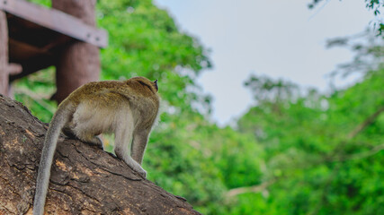 Monkey on tree, looking forward