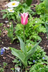 Beautiful tulip blooming in the garden in spring. - 781200713