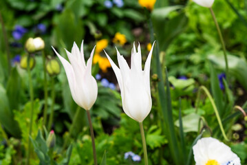 Beautiful tulip blooming in the garden in spring. - 781200730
