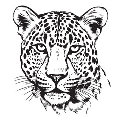 Beautiful leopard head sketch hand drawn Vector illustration © BigJoy