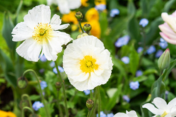 Poppy flower growing in a garden in spring. - 781200932