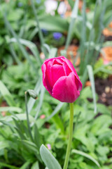 Beautiful tulip blooming in the garden in spring. - 781200953