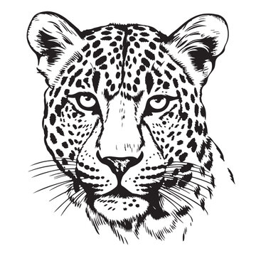 Beautiful leopard head sketch hand drawn Vector illustration