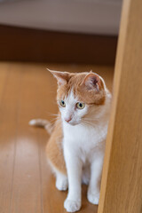 室内で暮らす猫　茶トラ白